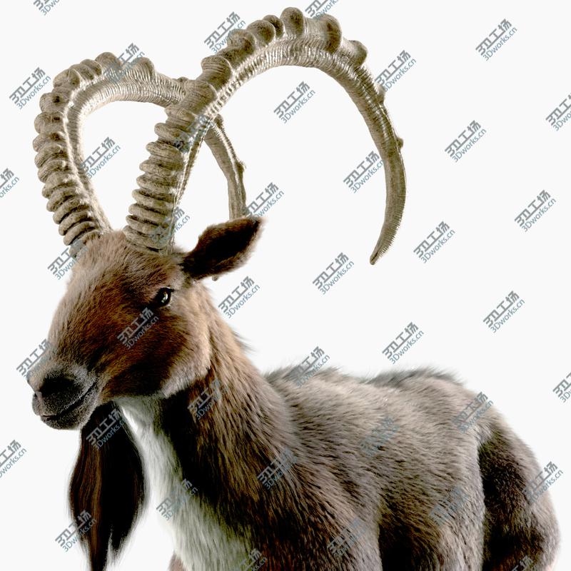 images/goods_img/202105074/3D Wild Goat (Alpine Ibex) model/1.jpg